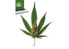  Cannabis Online Order
