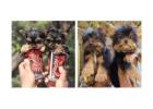 Yorkshire Terrier Puppies For Sale In Ludhiana
