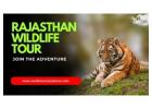  Explore the Exotic Wildlife of Rajasthan with Travel