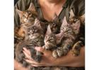 Maine Coon Kittens in Indiana: Stunning Looks with Sharp Mind