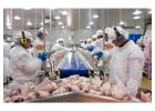 Buy Halal Frozen Chicken from Brazil