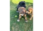 American bulldog