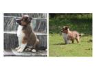 Rough Collie Puppies For Sale In Ludhiana