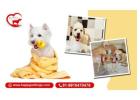 Trusted Dog Kennel in Gurgaon – HappyPettings