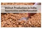 Walnut Production in India: Opportunities and Mechanization