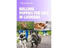 Bulldog Puppies For Sale In Ludhiana