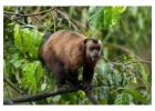 Step Into Nature’s Masterpiece – Manu National Park Peru Awaits