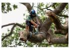 Landscaping Tree Removal MD - Emergency & Scheduled Service