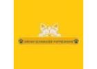 Cute Puppies for Sale at Dream Schnauzer Puppies Home