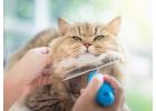Book trusted cat grooming home service in Dubai today