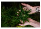Cannabis Dispensary Fairfax