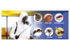 Pest Control In Bandra With 100% Effective | Book Now