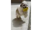 Cute Malshi Puppies