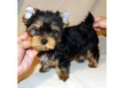 TEACUP YORKIE PUPPIES FOR ADOPTION