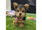 TEACUP YORKIE PUPPIES FOR ADOPTION
