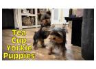 TEACUP YORKIE PUPPIES FOR ADOPTION