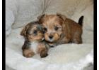 TEACUP YORKIE PUPPIES FOR ADOPTION