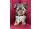 TEACUP YORKIE PUPPIES FOR ADOPTION