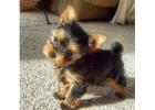 TEACUP YORKIE PUPPIES FOR ADOPTION