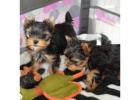 TEACUP YORKIE PUPPIES FOR ADOPTION
