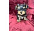 TEACUP YORKIE PUPPIES FOR ADOPTION