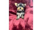 TEACUP YORKIE PUPPIES FOR ADOPTION