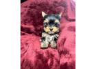 TEACUP YORKIE PUPPIES FOR ADOPTION