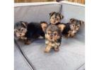 TEACUP YORKIE PUPPIES FOR ADOPTION