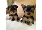 TEACUP YORKIE PUPPIES FOR ADOPTION