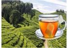 Simplify Your Tea Board Online Registration with Corpseed
