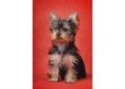TEACUP YORKIE PUPPIES FOR ADOPTION