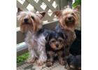TEACUP YORKIE PUPPIES FOR ADOPTION