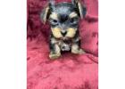 TEACUP YORKIE PUPPIES FOR ADOPTION