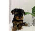 TEACUP YORKIE PUPPIES FOR ADOPTION