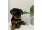 TEACUP YORKIE PUPPIES FOR ADOPTION