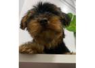 TEACUP YORKIE PUPPIES FOR ADOPTION