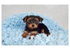TEACUP YORKIE PUPPIES FOR ADOPTION