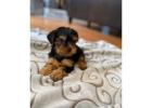TEACUP YORKIE PUPPIES FOR ADOPTION