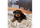 TEACUP YORKIE PUPPIES FOR ADOPTION