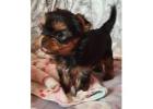 TEACUP YORKIE PUPPIES FOR ADOPTION