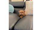 TEACUP YORKIE PUPPIES FOR ADOPTION