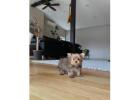 TEACUP YORKIE PUPPIES FOR ADOPTION