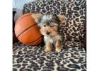 TEACUP YORKIE PUPPIES FOR ADOPTION