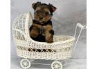 TEACUP YORKIE PUPPIES FOR ADOPTION