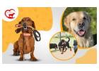 Pet Stays Made Happy – Happypettings Faridabad