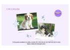 Cavalier King Charles Spaniel Puppies For Sale In Faridabad