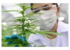 Weed Dispensary Goldcoast | Zenda Healthcare