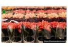 Explore Global Horticulture Trends with Floraculture International Magazine