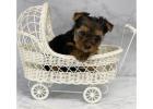 TEACUP YORKIE PUPPIES FOR ADOPTION