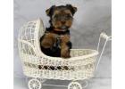 TEACUP YORKIE PUPPIES FOR ADOPTION